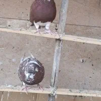 ۱۲ عدد کفترو جوجه کار درجه یک یک