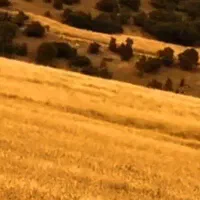 زمین اجاره کشاورزی کارزان و بانکول