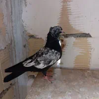 جوجه سینه