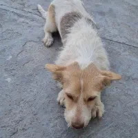 سگ ماده رگ خونی بالا