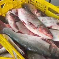 ماهی تازه توزیع فقط امروز