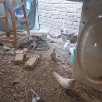 کبوتر طوقی وشازده