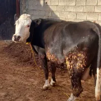 گاوسیمنتال