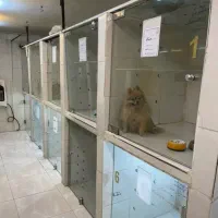 پانسیون سگ و گربه ، روزانه