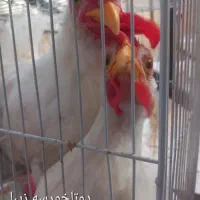 دوتاخوروس زیبا