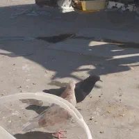 مفلق سیاه|حیوانات|اصفهان, شهرک کاوه|دیوار