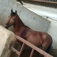 مادیان پر خون