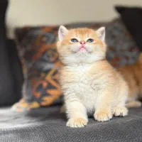 گربه بریتیش گلد