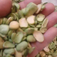 باقله محلی خشک