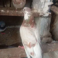 کبوتر|پرنده|چابهار, |دیوار