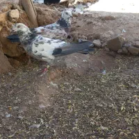 کفتر|پرنده|بزینه رود, |دیوار