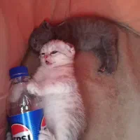 فروشی|گربه|شاهرود, |دیوار