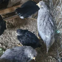 فروش جوجه گلین سه ماهه