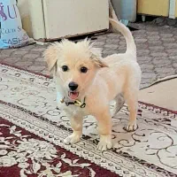سگ پامر اشیتزو