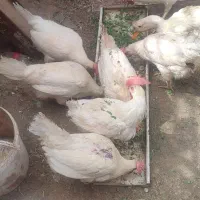 4عدد مرغ سفید تخم گذار
