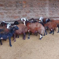 میش و بره شیشک