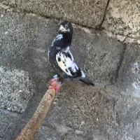 پرنده