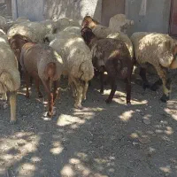 کاور ماده
