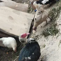 اردک اسراییلی ماده