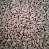گندم بزری ساجی مادر یک دست