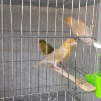 قناری نر بخون