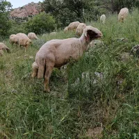 قوچ‌سنجابی