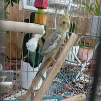عروس هلندی