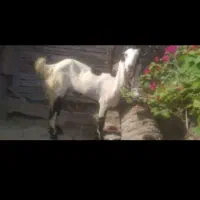 چند عدد بز اصیل شیرا