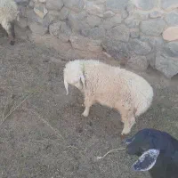بر نر