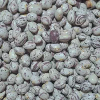 لوبیا چیتی کوشا