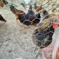 خروس جوان
