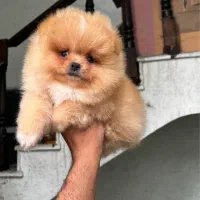 مرکز سگ پامر خرسی.پامرانین خرسی عروسکی