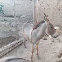 کره خر