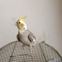 جوجه عروس هلندی