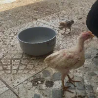 جوجه اصل عربی اهواز کویه سادات
