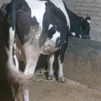 گاو تلیسه چاق باب کشتار ۲شیره داره کیلو ۵۶۰