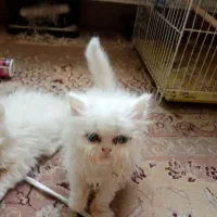کوچولوهای بانمک