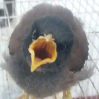 مرغ مینا