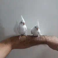 عروس هلندی مولدالبینوخالص باجوجه معاوضه ملنگوماده