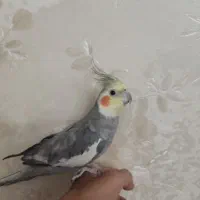 عروس هلندی نر