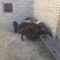۱۴‌راس‌بره‌۹نره‌۵تا‌ماده‌مخصوص‌پروار‌بندی