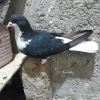 ۱۶۵۰۰۰۰|پرنده|شیروان (خراسان), |دیوار