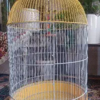 قفس