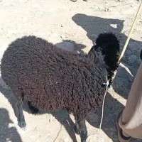بره ماده قزل افشار اصل
