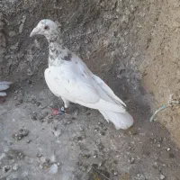 کله سرونج نر جوون