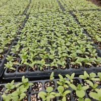 نشا صیفی جات و افتابگردان