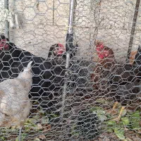 مرغ تخمگذار