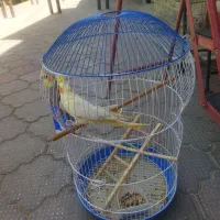 عروس هلندی