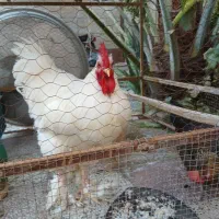 خروس برهما سفید یه دست