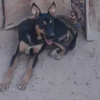 سگ ماده جرمن چهارچشم